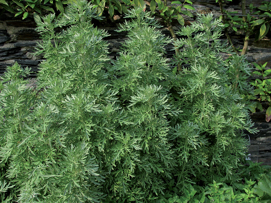 Absinthe - Conventional Seeds | Voltz Maraîchage