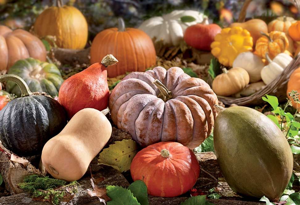 Courge Comestible Semences Conventionnelles Voltz Maraîchage