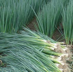 Lauchzwiebel/bundzwiebel