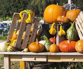 Courge décorative