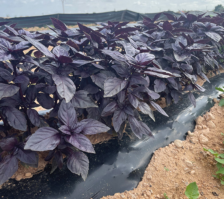 BASILIC PURPLE RAIN - Semences BIO | VOLTZ Maraîchage