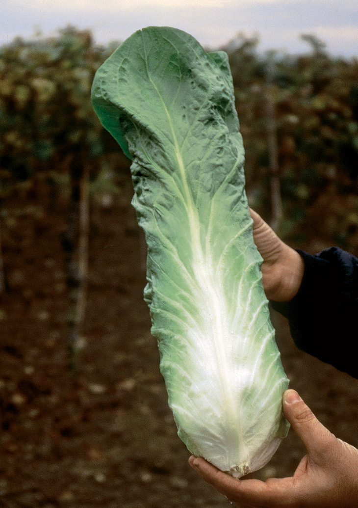 Chicorée à feuilles Pain de sucre F1