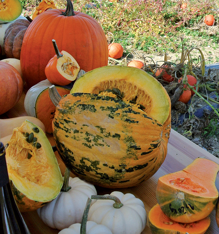 COURGE COMESTIBLE BEPPO F1 Semences Conventionnelles VOLTZ Maraîchage