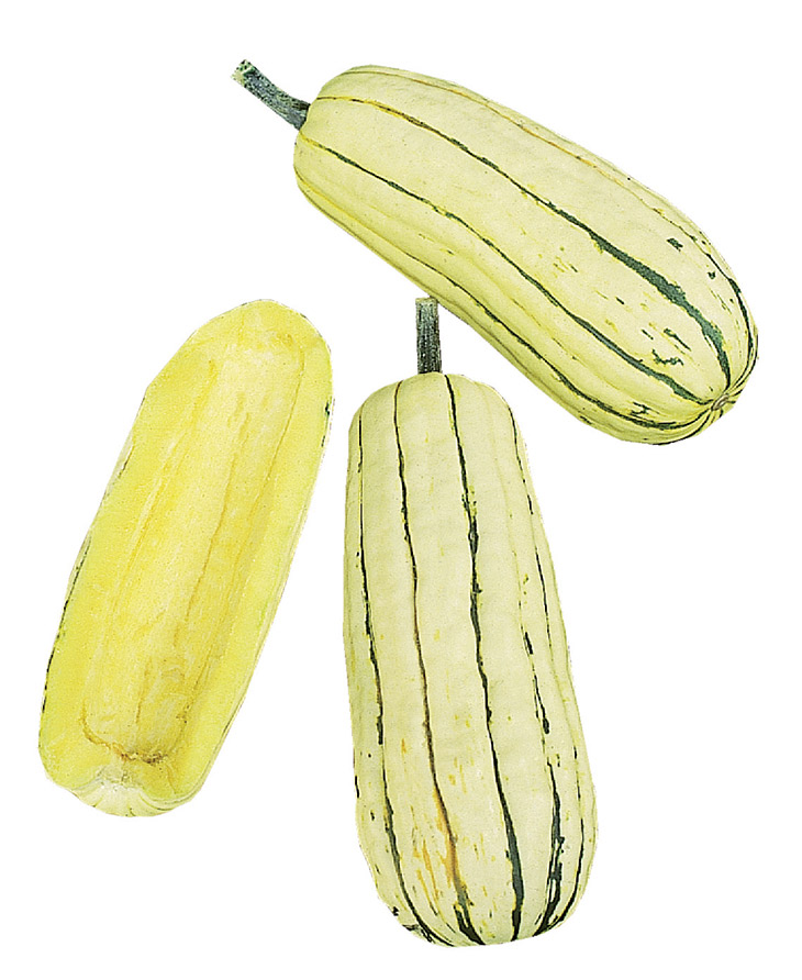COURGE COMESTIBLE DELICATA Semences BIO VOLTZ Maraîchage