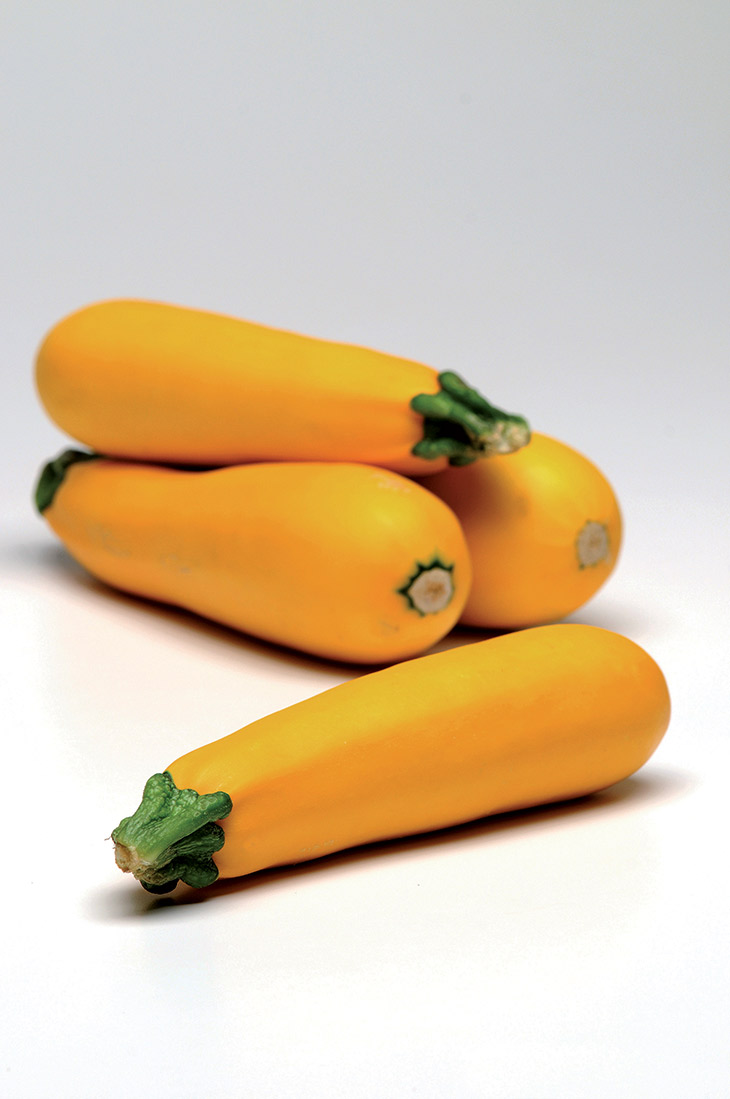 COURGETTE EASY PICK GOLD II F1 - Semences Conventionnelles | VOLTZ
