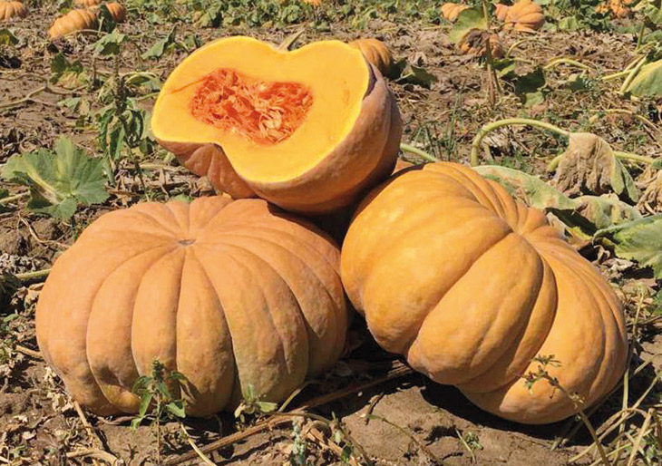 COURGE COMESTIBLE MANOSK Semences Conventionnelles VOLTZ Maraîchage