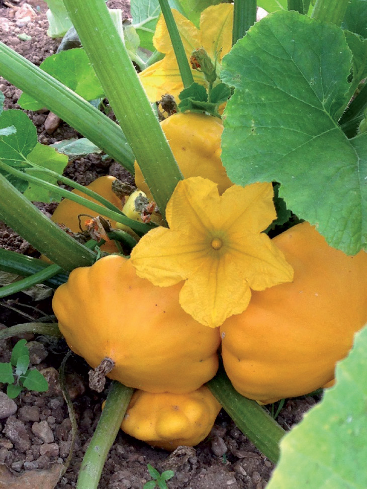 COURGE COMESTIBLE SUNBURST F1 Semences Conventionnelles VOLTZ Maraîchage