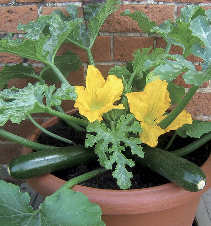 ZUCCHINI PATIO STAR F1 KONVENTIONELLE SAATGUT VOLTZ Maraîchage