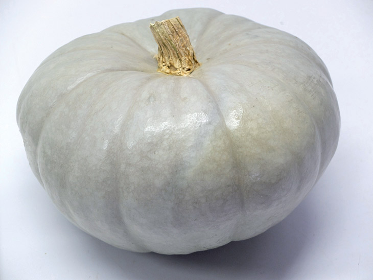 COURGE COMESTIBLE BLEU DE HONGRIE Semences BIO VOLTZ Maraîchage