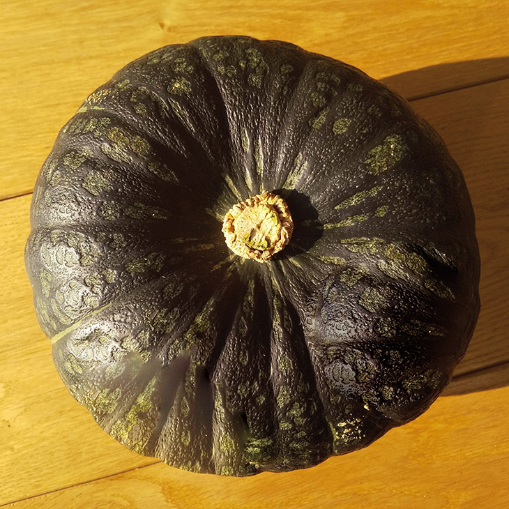 COURGE COMESTIBLE DULCISWEET F1 Semences Conventionnelles VOLTZ Maraîchage