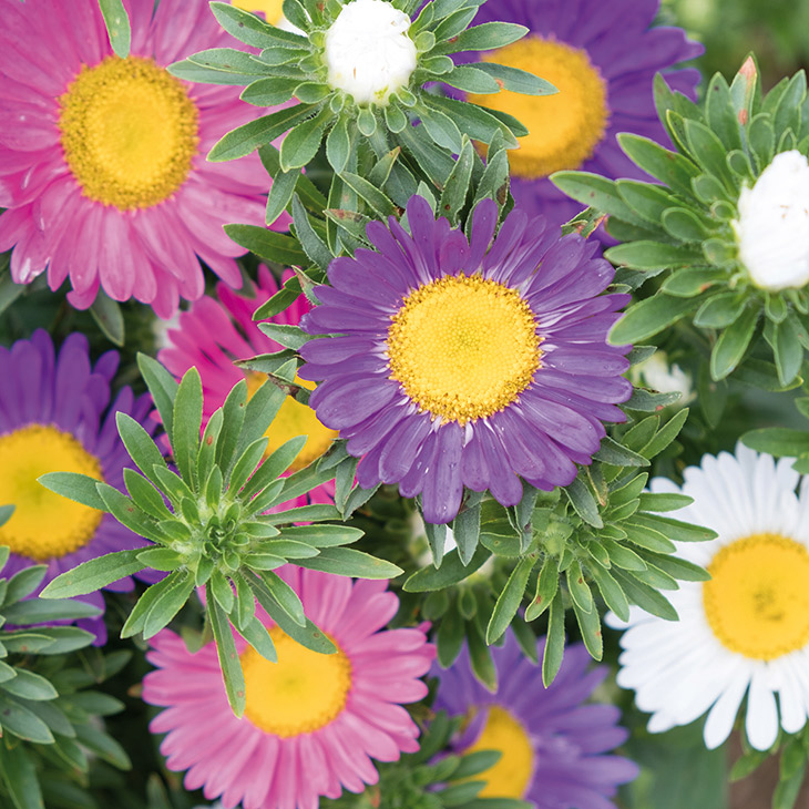 SCHNITTBLUMEN MARIE-MAIRE - BIO-SAATGUT | VOLTZ