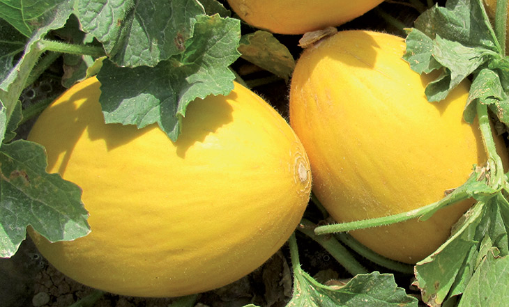 Melon jaune canari bio
