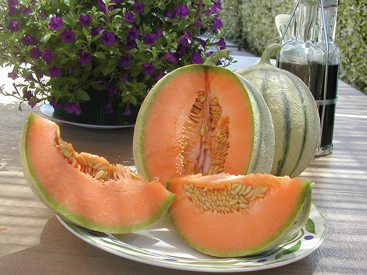 MELON CHARENTAIS Semences BIO VOLTZ Maraîchage