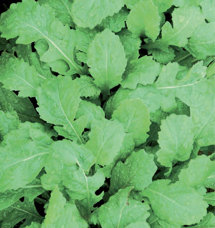 WASABI