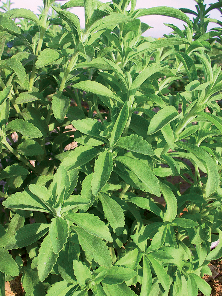 Graines de Stevia rebaudiana - Stévie - Boutique Végétale