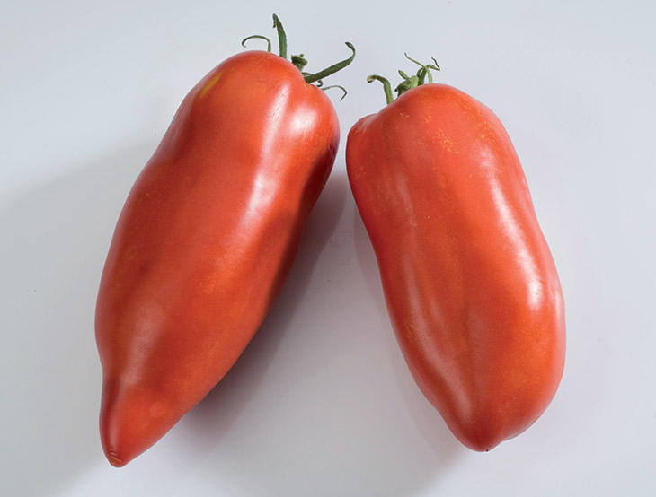 ANDEN-HORN-TOMATE  BIO-SAATGUT | VOLTZ