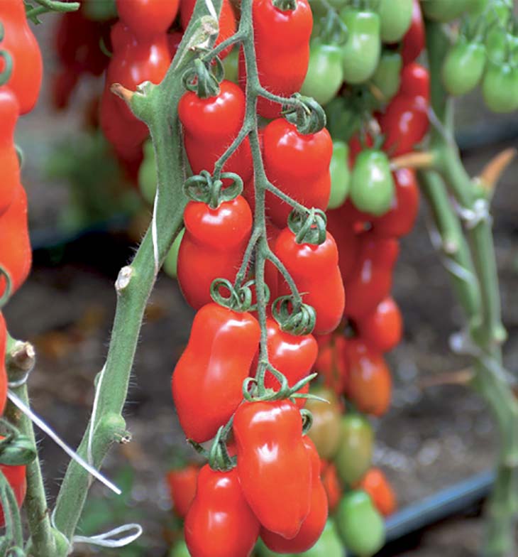 Tomatensamen Dafne F1 – 20 Korn Pro Portion – Große, Platzfeste Freilandtomate (rot) – Resistent Gegen Nematoden & Fusarium