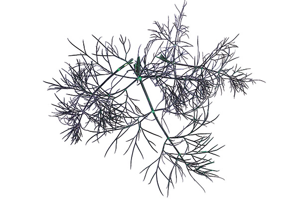 <span>ANETH OFFICINAL</span>