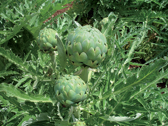 <span>IMPERIAL STAR</span>