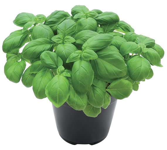 <span>GRAND VERT </span>