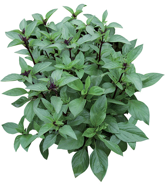 <span>THAI SITA</span>