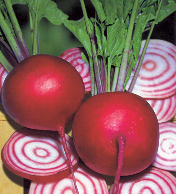 <span>CHIOGGIA</span>