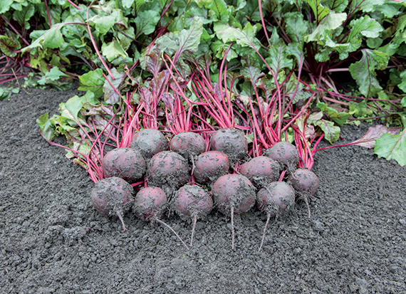 <span>MANZU F1</span>