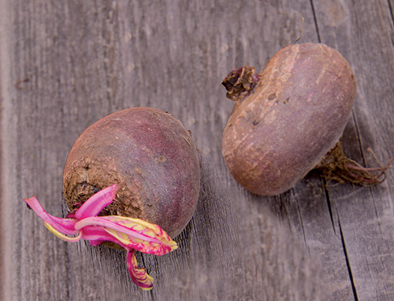 <span>NOIRE D'EGYPTE</span>