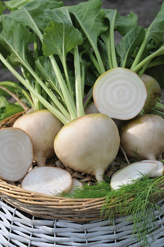 <span>AVALANCHE</span>