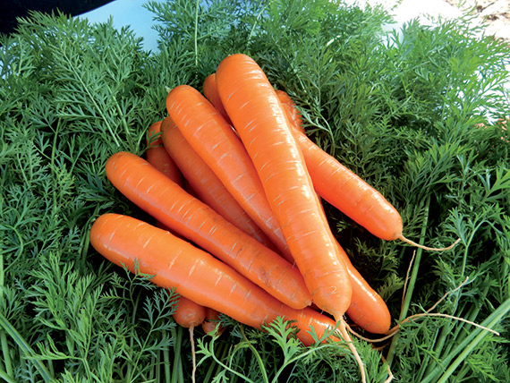 <span>BRILLYANCE F1</span>