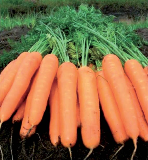 <span>CARVORA F1</span>