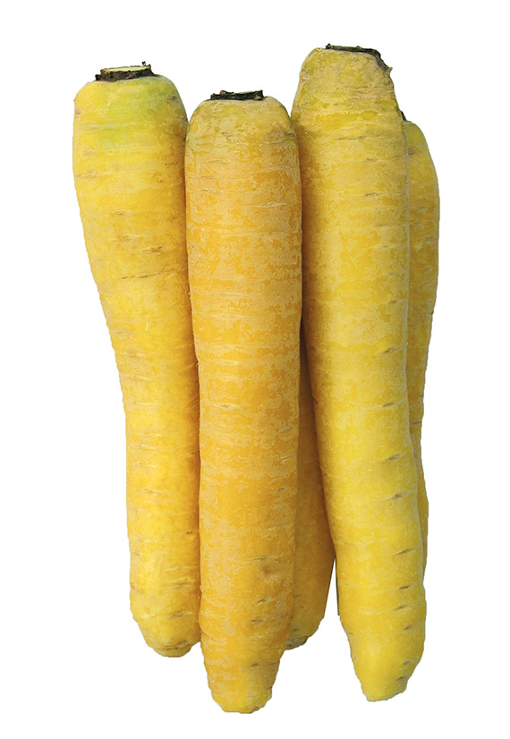 <span>JAUNE DU DOUBS</span>