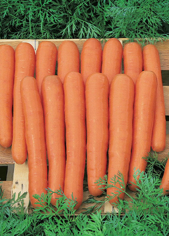 <span>MAESTRO F1</span>