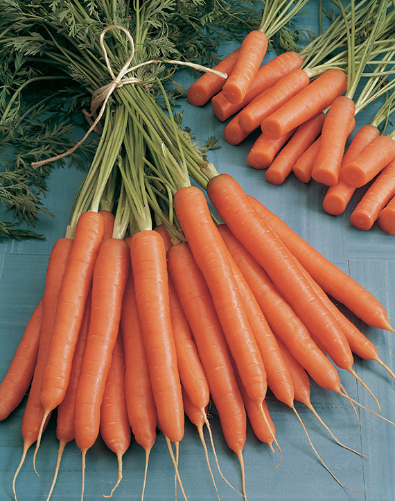 <span>MOKUM F1</span>