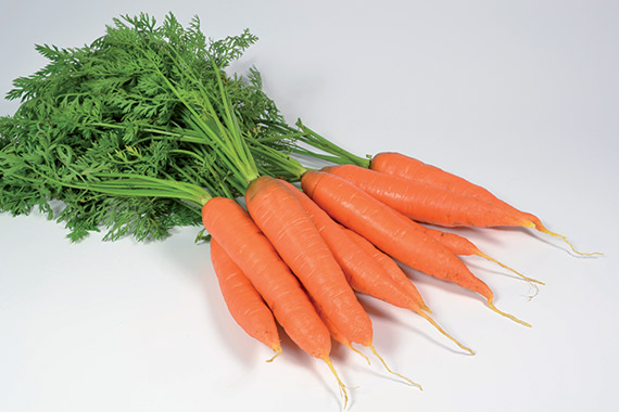 <span>NANTAISE 2 TIP TOP</span>