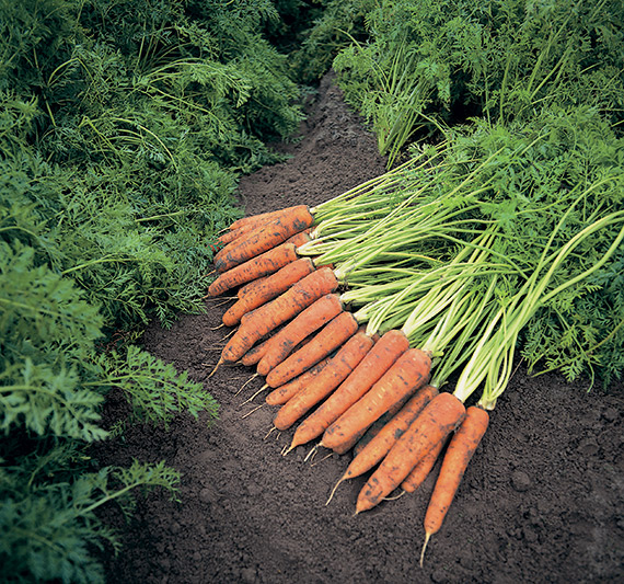 <span>NAPOLI F1</span>