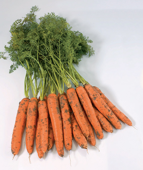 <span>NEGOVIA F1</span>