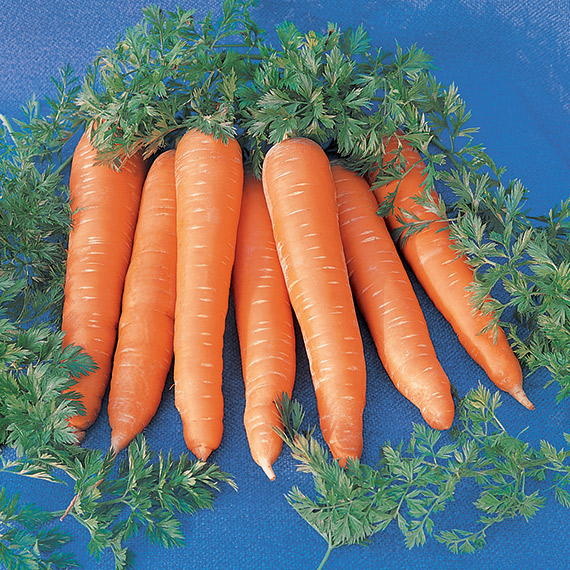 <span>ROTHILD</span>