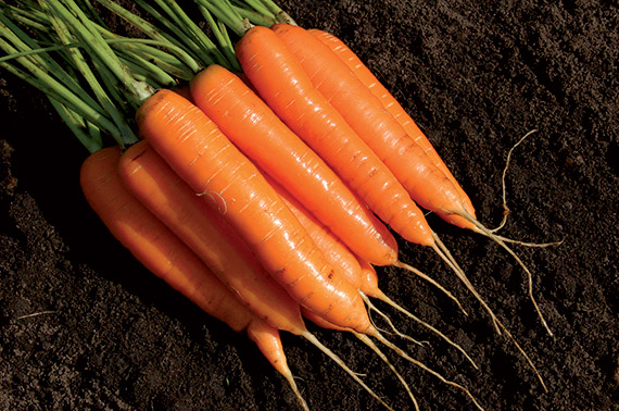 <span>TREENETALER</span>