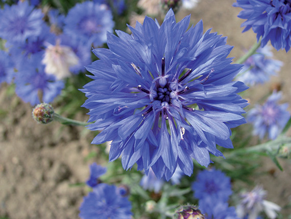 <span>BLEUET</span>