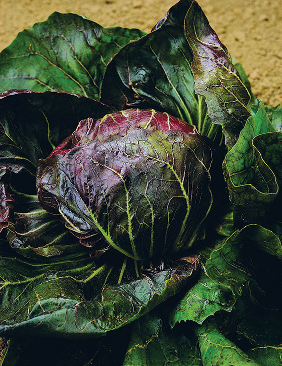 <span>PALLA ROSSA 5 RONDA</span>