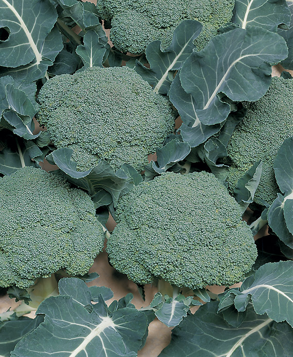 <span>BELSTAR F1</span>