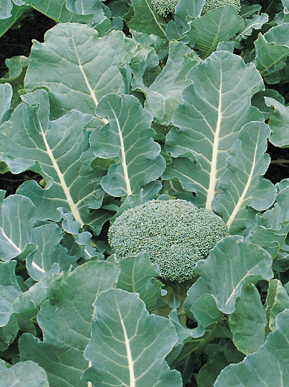 <span>FIESTA F1</span>