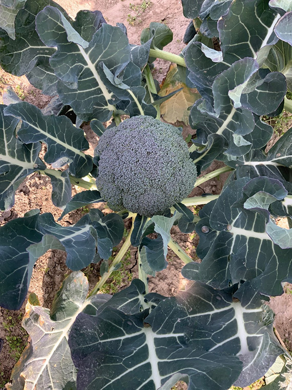 <span>GREEN GARDEN F1</span>