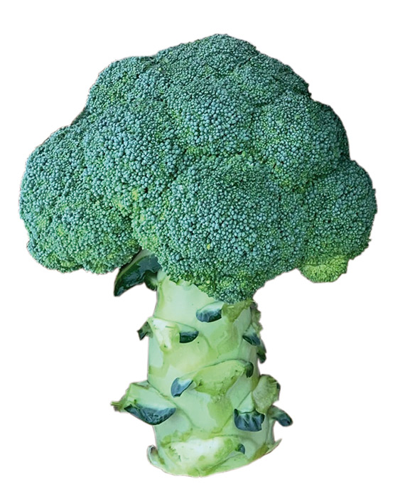 <span>TIRRENO F1</span>