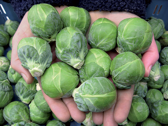 <span>DAGAN F1</span>