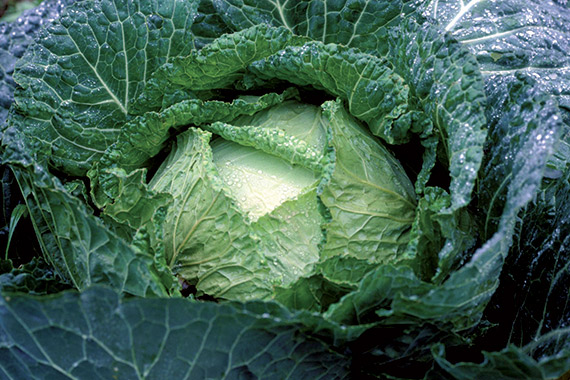 <span>SEPTDOR F1</span>