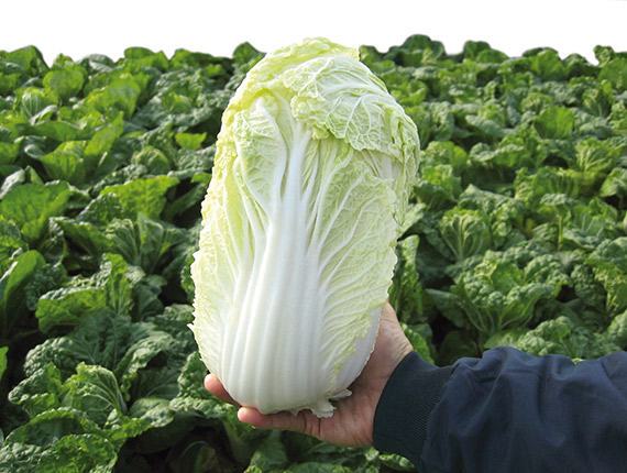 <span>MANOKO F1</span>