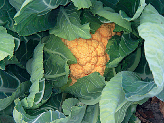 <span>CHEDDAR F1</span>
