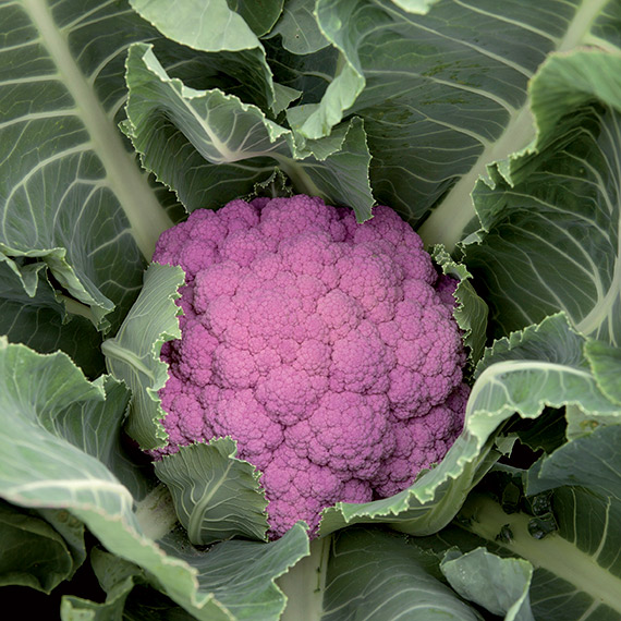 <span>DEPURPLE F1</span>